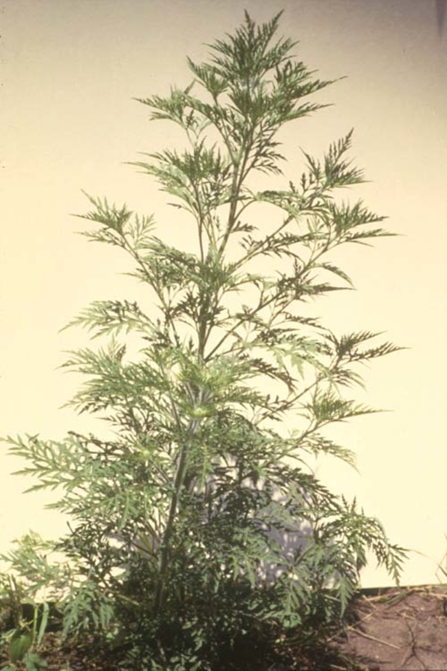 Common ragweed. 