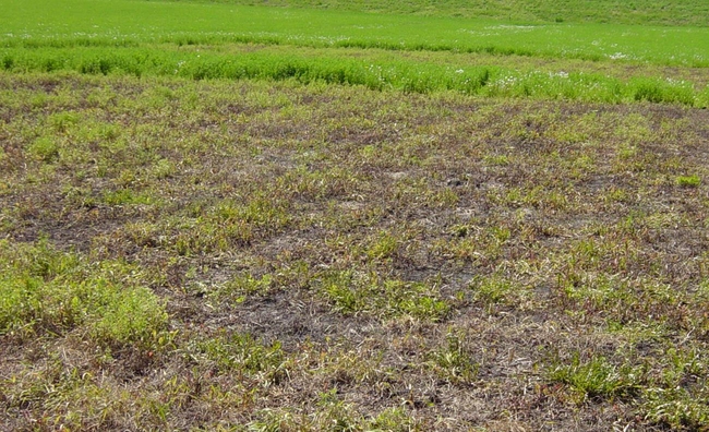 Weed pressure after simulated alfalfa winterkill via glyphosate