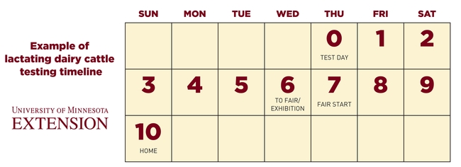A calendar graphic titled, "Example of lactating dairy cattle testing timeline." The calendar shows test day on a Thursday as "0" from there the numbers go up each day until day "10" on Sunday. Day 6 is labeled "To fair/exhibition." Day 7 is labeled "Fair start." Day 10 is labeled "Home."