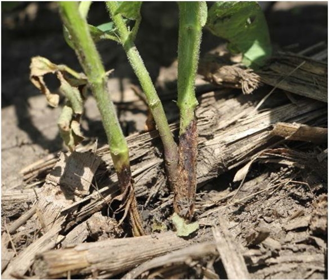 damaged soybean stem from gall midge