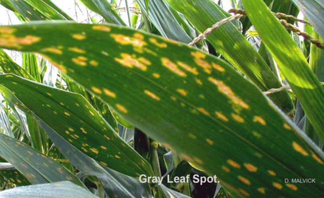 corn leaf with opaque tan lesions.