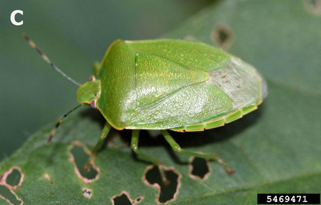 green stink bug eating a soybean leaf.