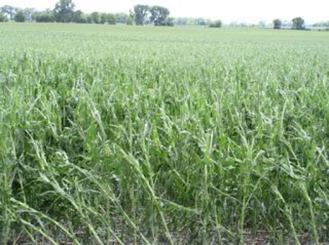 hail damaged corn field