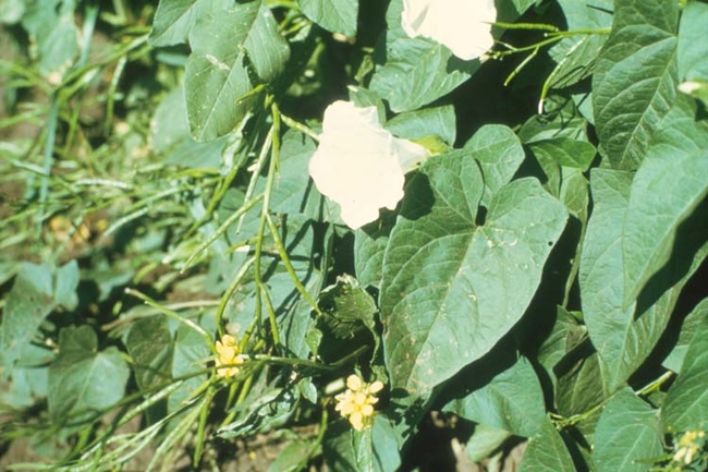 Hedge bindweed plant with white flowers