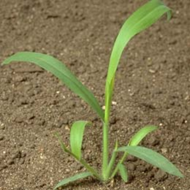 Large crabgrass in the 3- to 5-leaf stage.