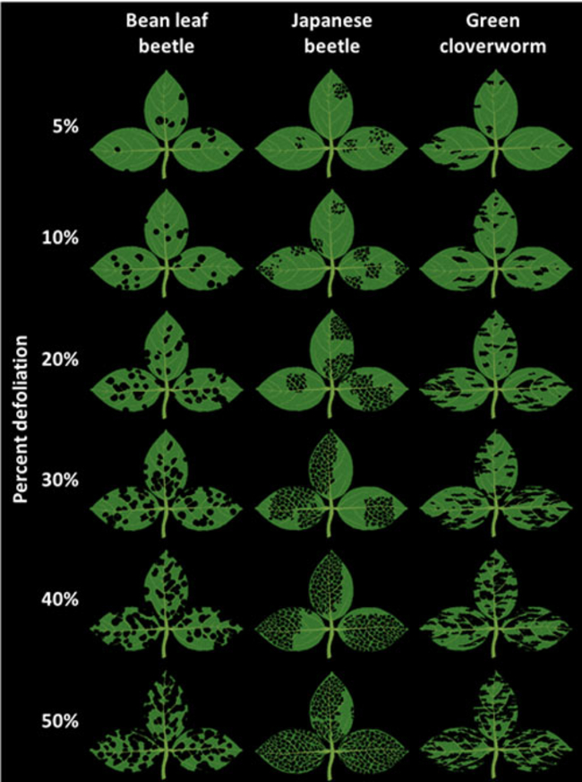 chart of defoliation of soybean leaves by Bean leaf beetle, Japanese beetle, and Green cloverworm. 