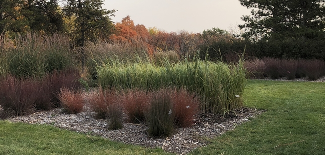 Several dark purple or red grasses in a large planting surrounded by lawn.