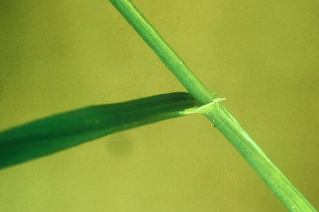 Older quackgrass leaves bear a pair of claw-like auricles