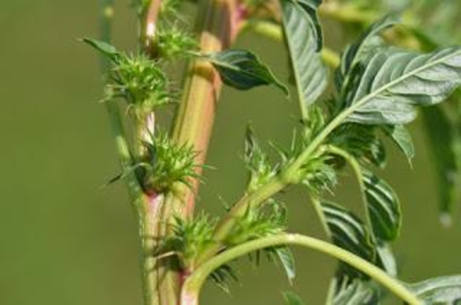 Close-up of female Palmer amaranth plant found in Yellow Medicine County. Note the spiny bracts. 
