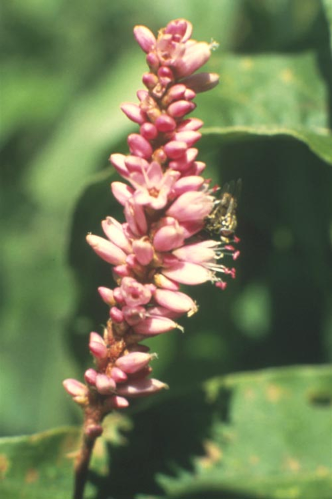 Pennsylvania smartweed’s flower. 