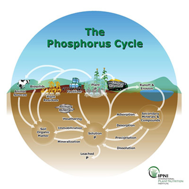 image showing how phosphorus cycles through the soils