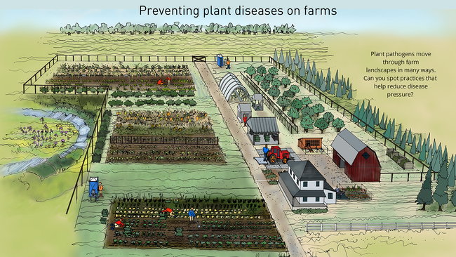 Illustration of a vegetable farm with workers performing farm tasks. The title text on the image says “Preventing plant disease problems on farms”. There is another text box on the right side of the image that says "Plant pathogens move through farm landscapes in many ways. Can you spot practices that help reduce disease pressure?"