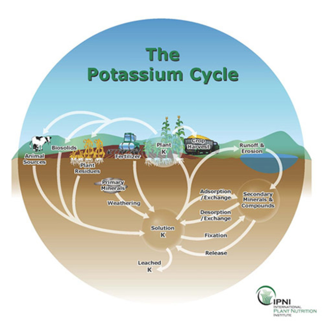 illustration of the potassium cycle