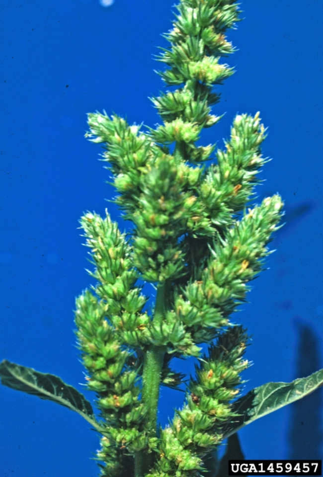 Redroot pigweed’s small, greenish flowers.