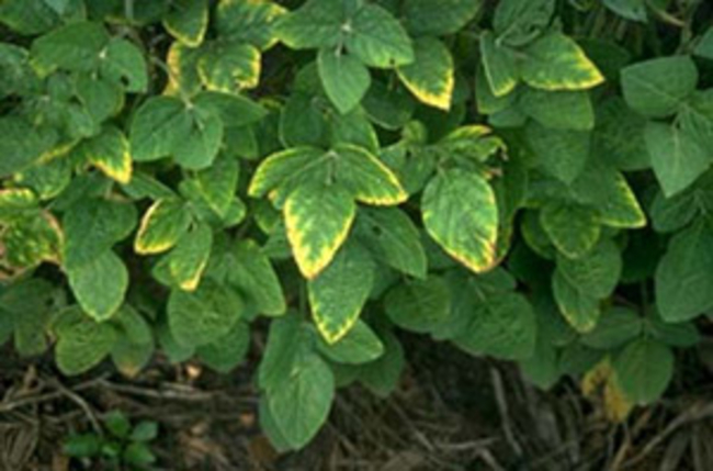 Soybean plant with yellowing of leaves margins