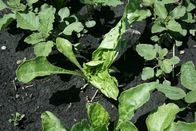 EPTC injury on sugarbeet - abnormal unfolding of leaves