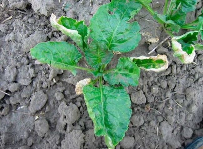New sugarbeet leaves not affected by bentazon.