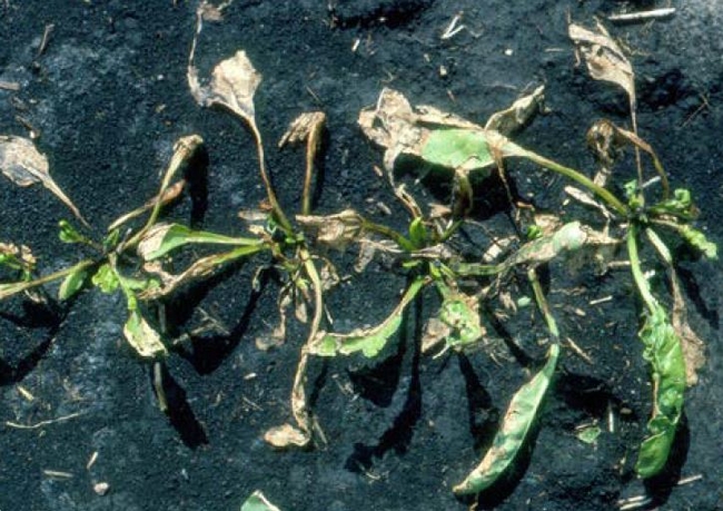 Betamix injury on sugarbeet - necrotic leaves