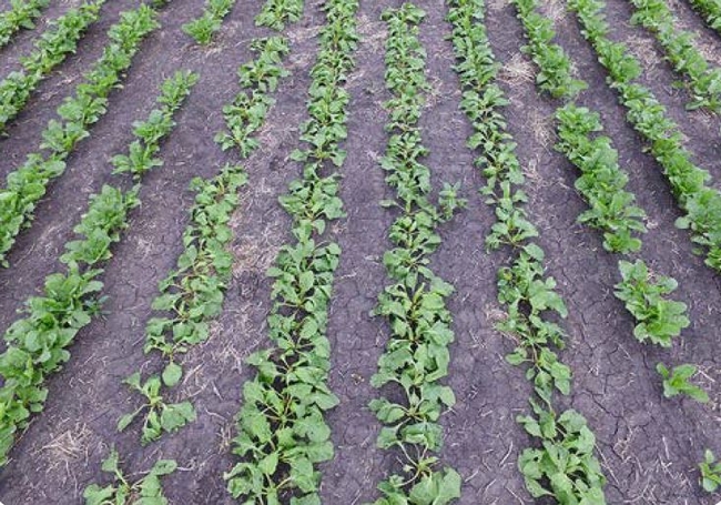Dicamba injury on sugarbeet - plants lying prostrate