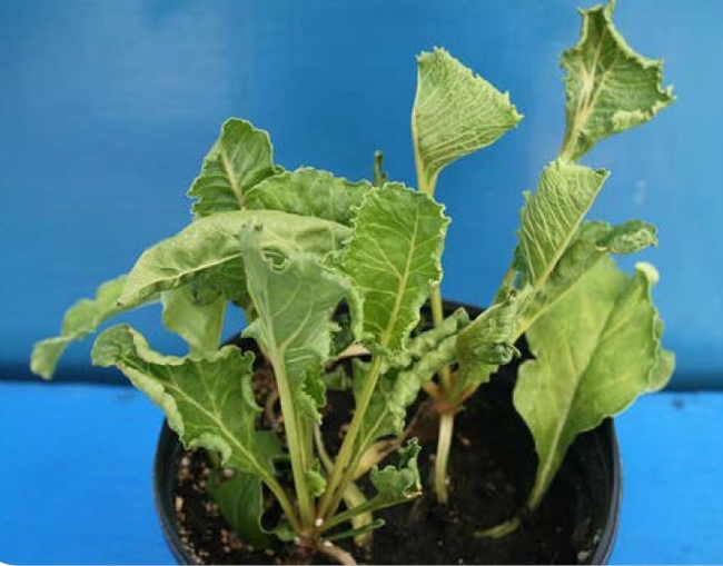 Dicamba injury on sugarbeet - parallel veins or leaf strapping malformation