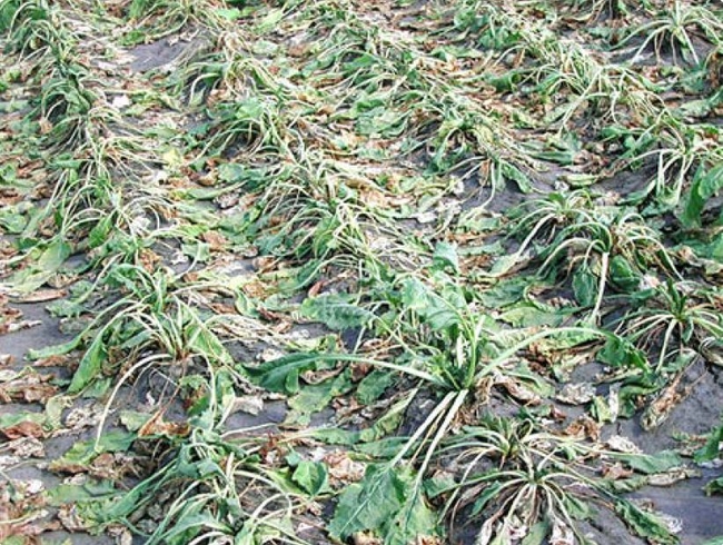 Drought damage in sugarbeet
