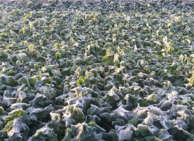 Frost on sugarbeet