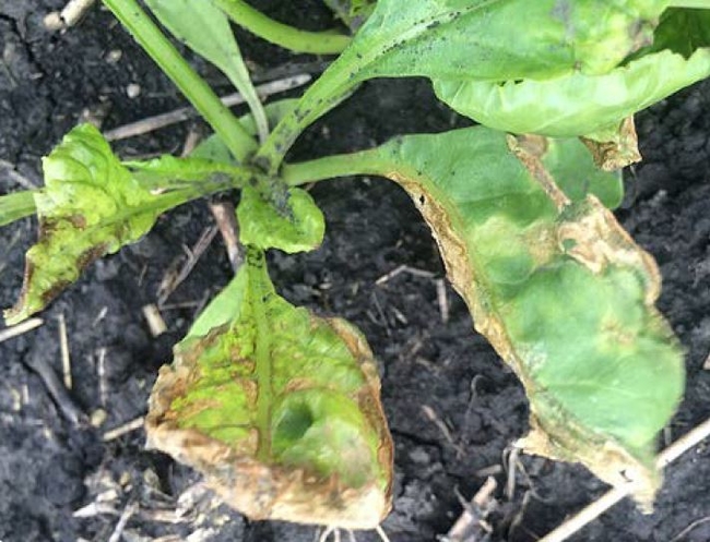 Glufosinate injury on soybean - leaf necrosis