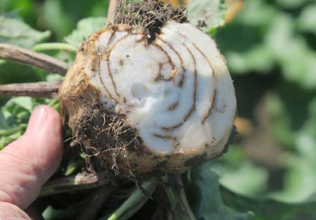 Imazethapyr injury to sugarbeet - dark rings in root