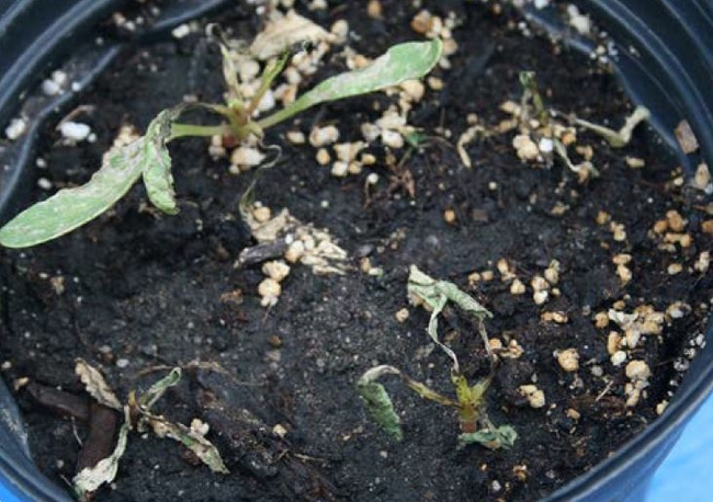 Lactofen injury to sugarbeet seedlings