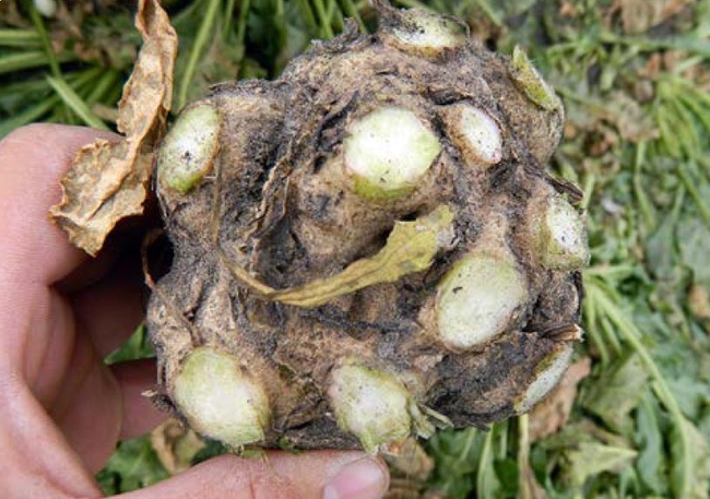 Sugarbeet with multiple crowns caused by herbicide.