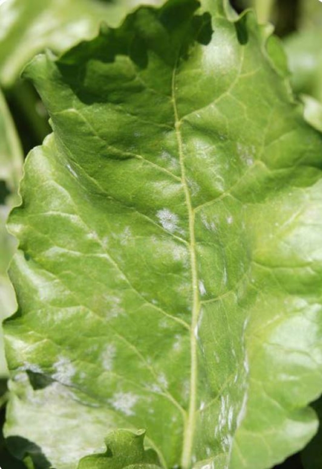 Powdery mildew on sugarbeet leaf