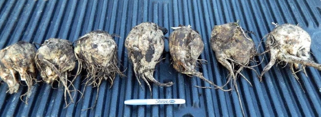 Fangy roots caused by experimental seed treatment in sugarbeet
