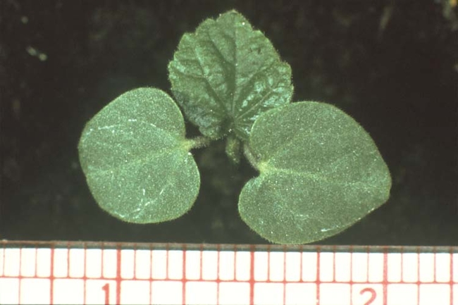 Velvetleaf seedling next to a ruler, showing it's about 1.25 inches wide