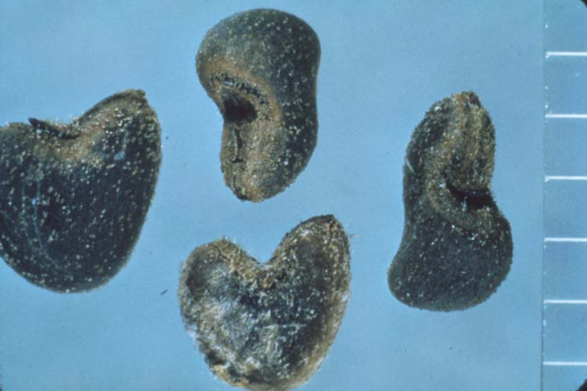 Four of velvetleaf’s heart-shaped seeds.