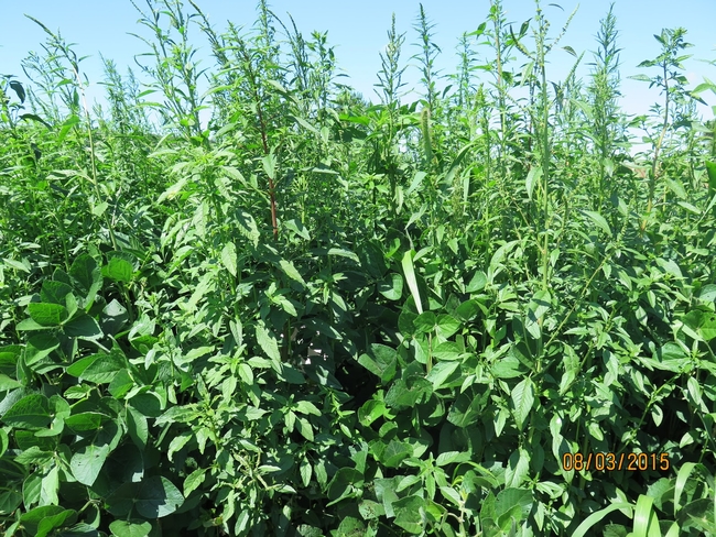 Waterhemp in a Minnesota soybean field