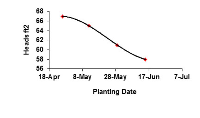 graph showing affece of planting date on number of wheat heads per square foot 