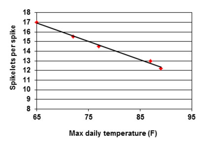 line graph showing affect of temperatre on wheat spiklets per spike
