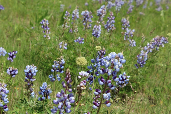 A field of native wild lupines, which are blue and purple and lie low among the natural prairie grass