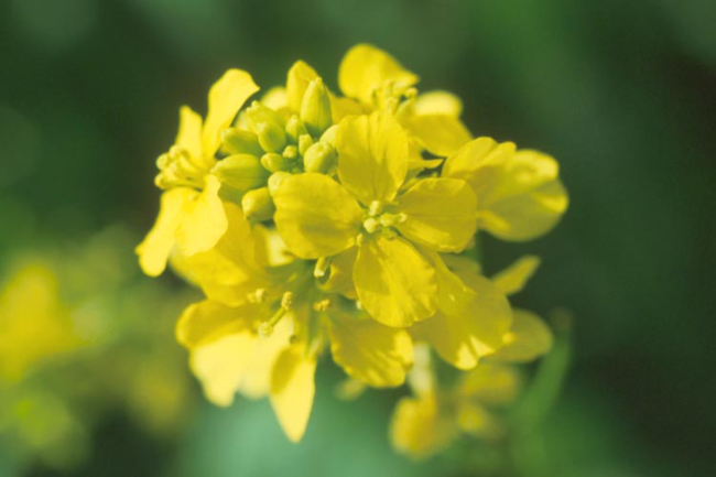 Wild mustard’s yellow flowers