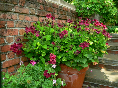 A glazed, brown planter with magenta flowers and deep green leaves