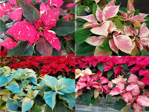 A collage of four images with poinsettia plants of different colors (red, striped red, blue, red and pink)