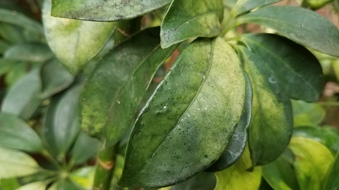 Small, shiny, sticky spots on greenish-yellow leaves