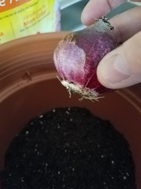 Close up of hand holding purple bulb with a rough hairy end and pointed end with planting pot and dark brown soil with soil package in the background.