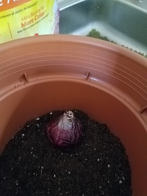 Purple bulb sitting in a brown planting pot about ⅓ filled with dark brown soil, pointed end up.
