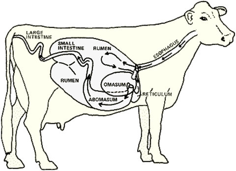 The cowâs digestive tract