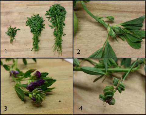4 images showing the different growth stages of alfalfa