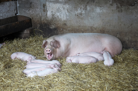 Sow and her litter laying in a pigsty