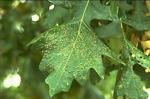Yellowish bumpy spots on green leaves