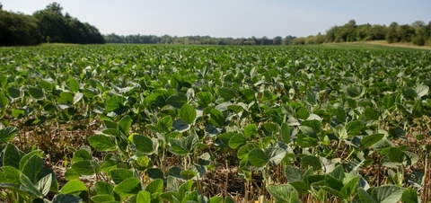 field of young, green and healthy looking soybean plants.