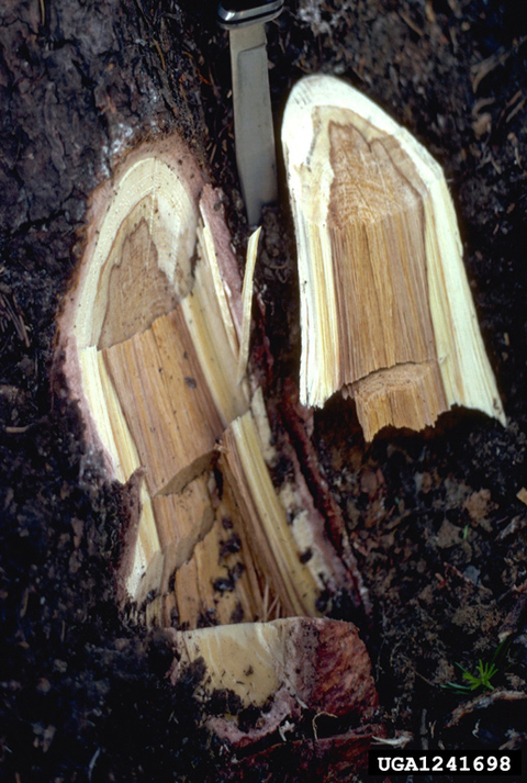 Cross-section of a root showing thick white borders
